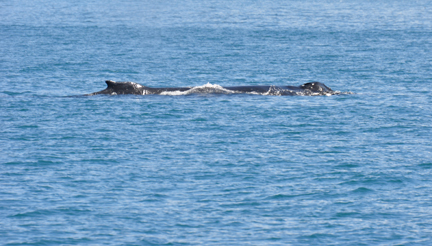 Humpback Whale