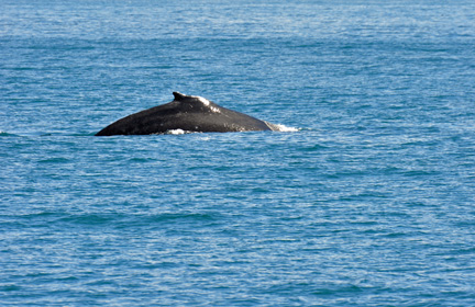 Humpback Whale