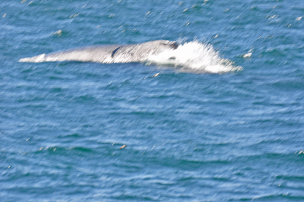 Humpback Whale