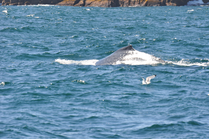 Humpback Whale