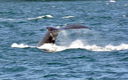 Humpback Whale