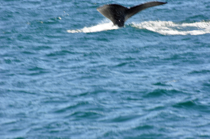 Humpback Whale