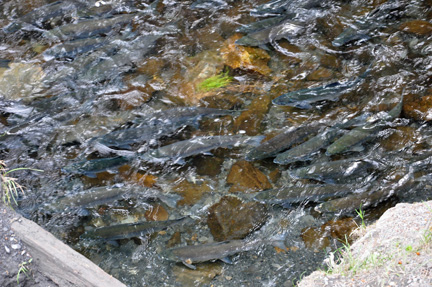 salmon are trying to get upstream