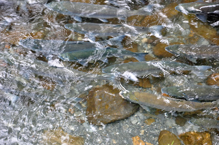 salmon are trying to get upstream