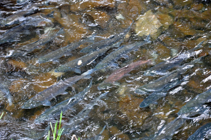 salmon are trying to get upstream