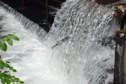 salmon jumping up the waterfall