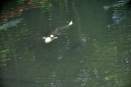 salmon are trying to get upstream