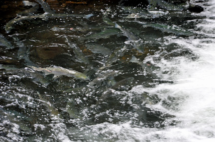 salmon are trying to get upstream