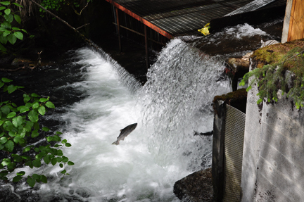 salmon jumping up the waterfall