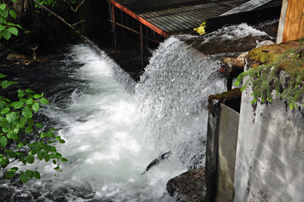 salmon jumping up the waterfall