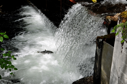 salmon jumping up the waterfall