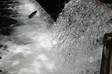 salmon jumping up the waterfall