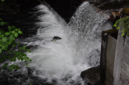 salmon jumping up the waterfall