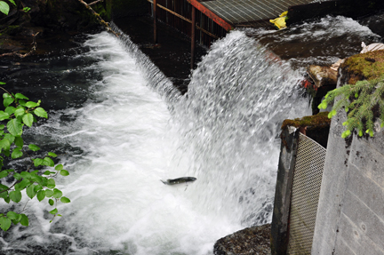 salmon jumping up the waterfall