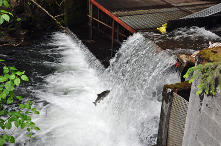 salmon jumping up the waterfall
