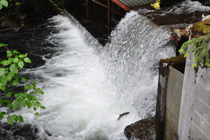 salmon jumping up the waterfall