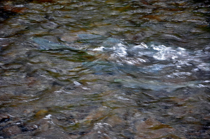 salmon swimming upstream