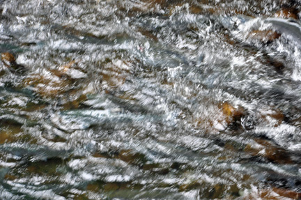 salmon swimming upstream