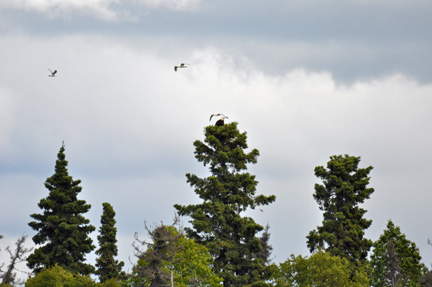 bald eagle in a tree top