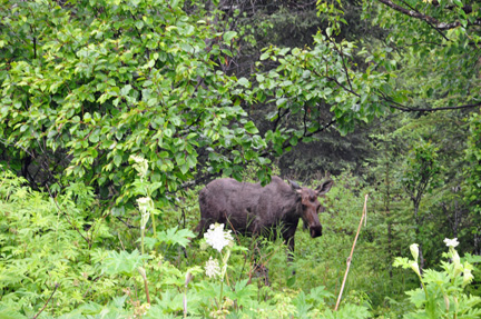 a moose in the woods