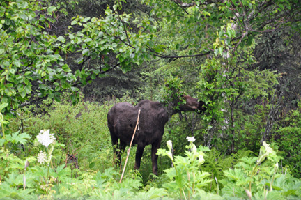 the moose stops to eat