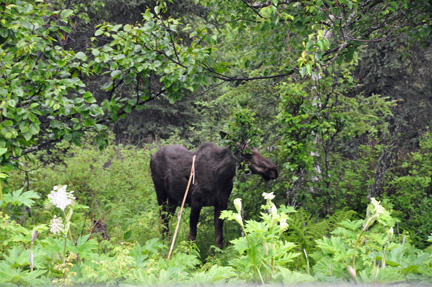 the moose stops to eat