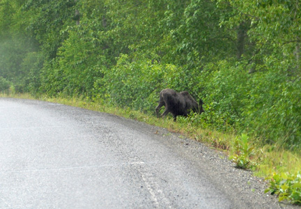 moose running into the woods