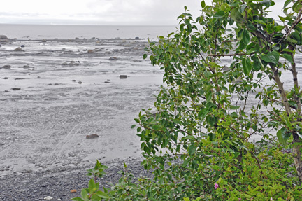 low tide