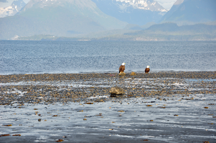 BALD EAGLES