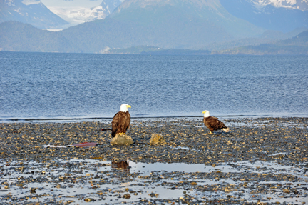 BALD EAGLES