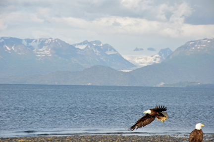 BALD EAGLES