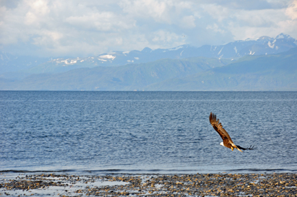 BALD EAGLE FLYING