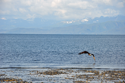 BALD EAGLE FLYING