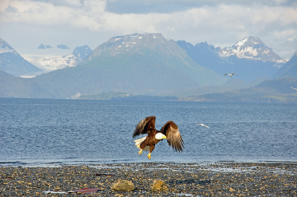 BALD EAGLE