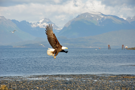 BALD EAGLE