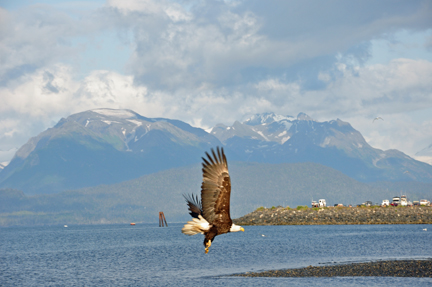 BALD EAGLE