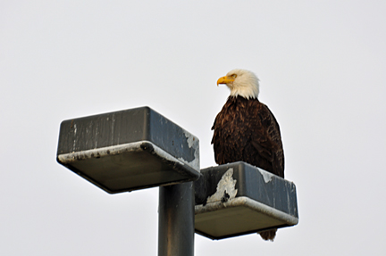 A BALD EAGLE ON LIGHTPOLE