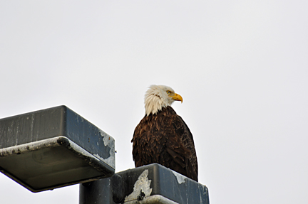 A BALD EAGLE ON LIGHTPOLE