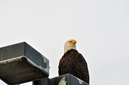 A BALD EAGLE ON LIGHTPOLE