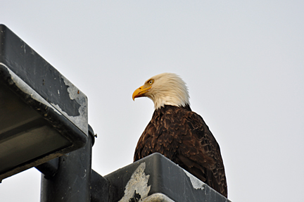 A BALD EAGLE ON LIGHTPOLE