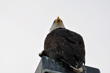 A BALD EAGLE ON LIGHTPOLE