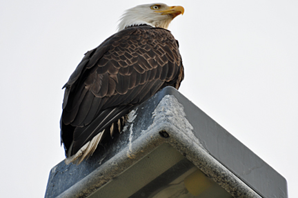 A BALD EAGLE ON LIGHTPOLE