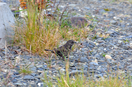 a little bird  on the beach