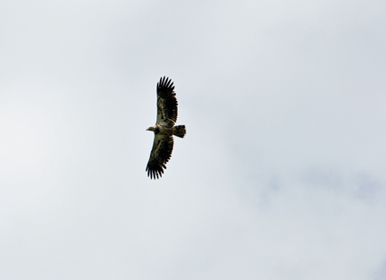 A Golden Eagle