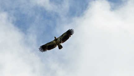 A Golden Eagle