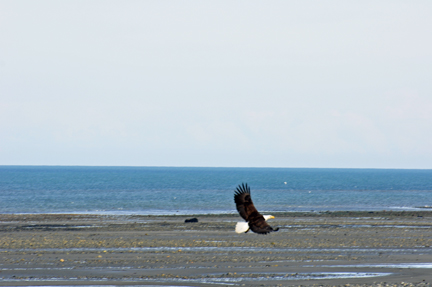 bald eagle flying