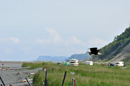 bald eagle flying