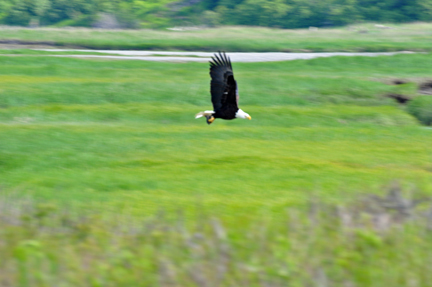 bald eagle flying