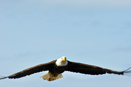 bald eagle flying