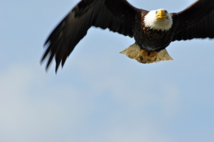 bald eagle flying